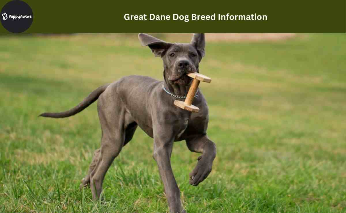 Great Dane Dog Breed Information