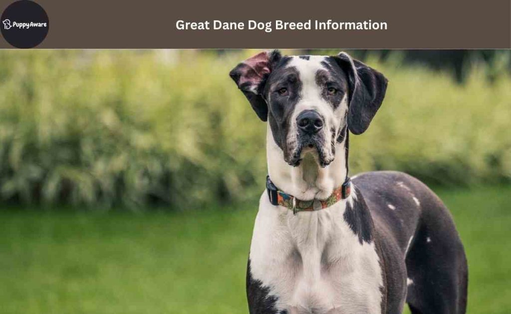 Great Dane Dog Breed Information