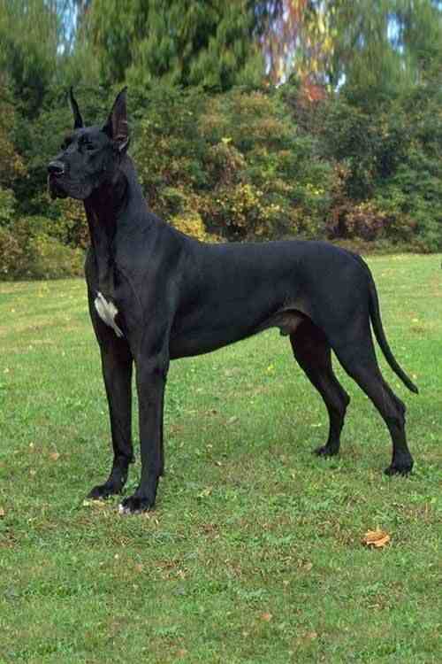 Great Dane Lifespan