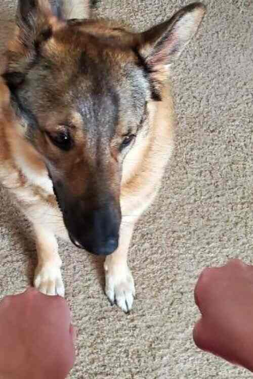 Play Which Hand Game with dog