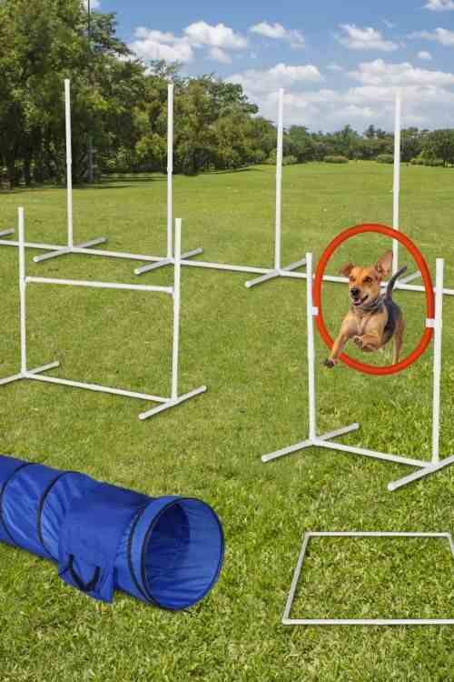 Set Up Obstacle Course for dog
