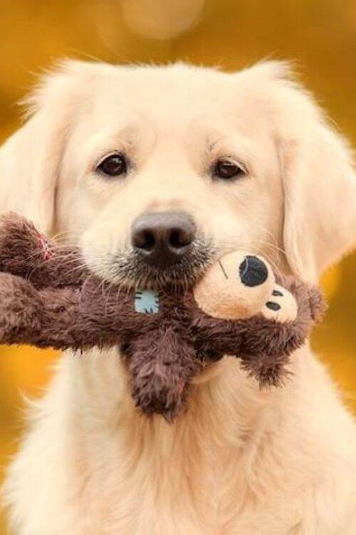 Teach Your Dog to Clean Up Toys