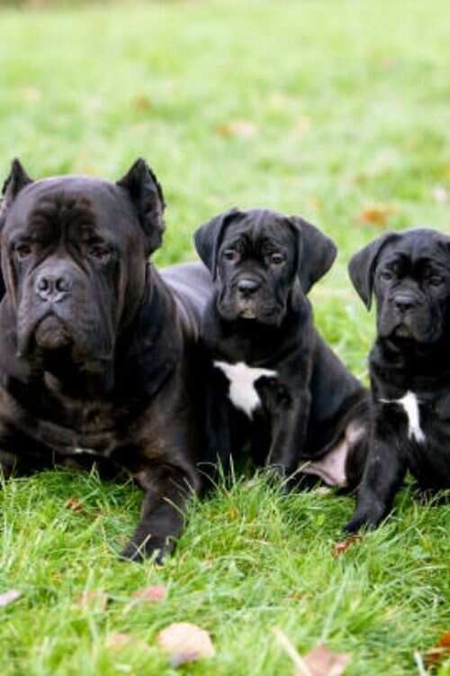 black cane corso puppy