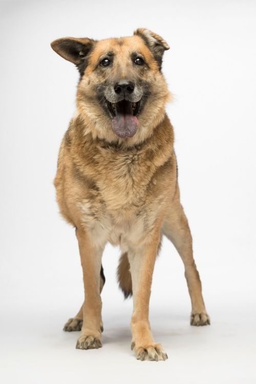dog names male