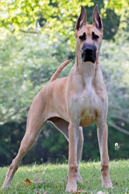 great dane dog breed
