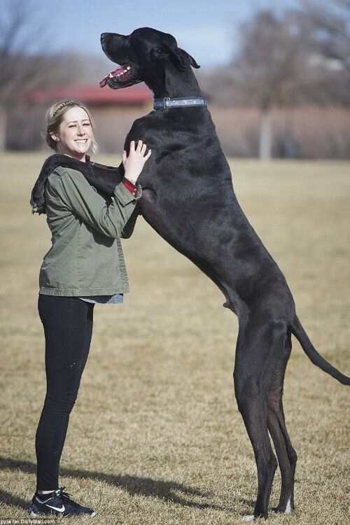 great dane temperament