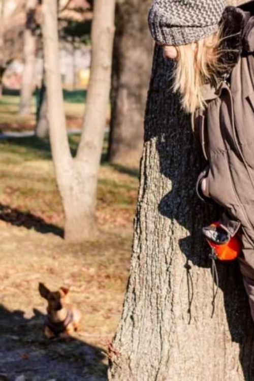 hide and seek games for dogs