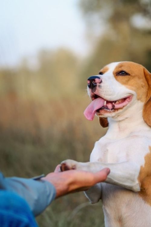 new tricks to teach your dog