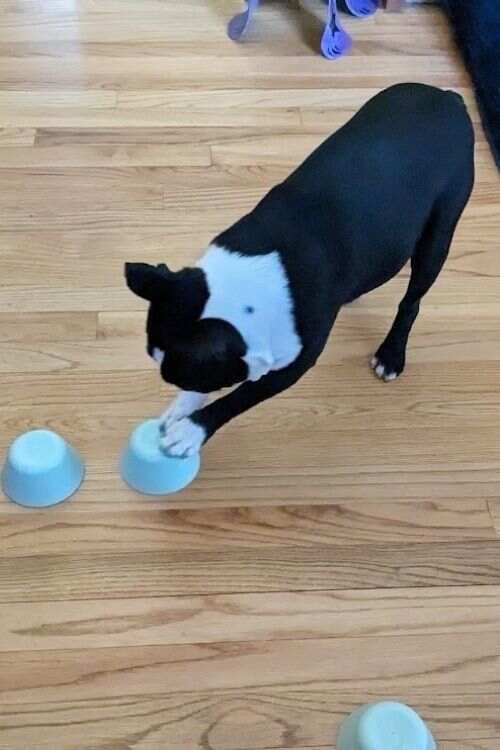 shell game for dogs