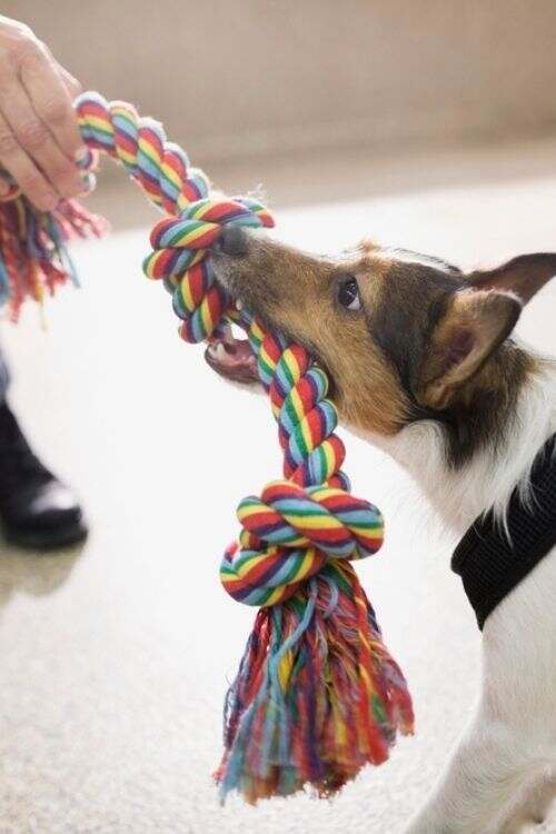 tug of war dogs