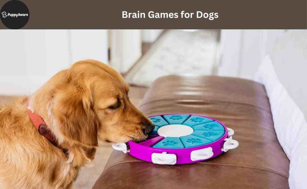 Brain Games for Dogs