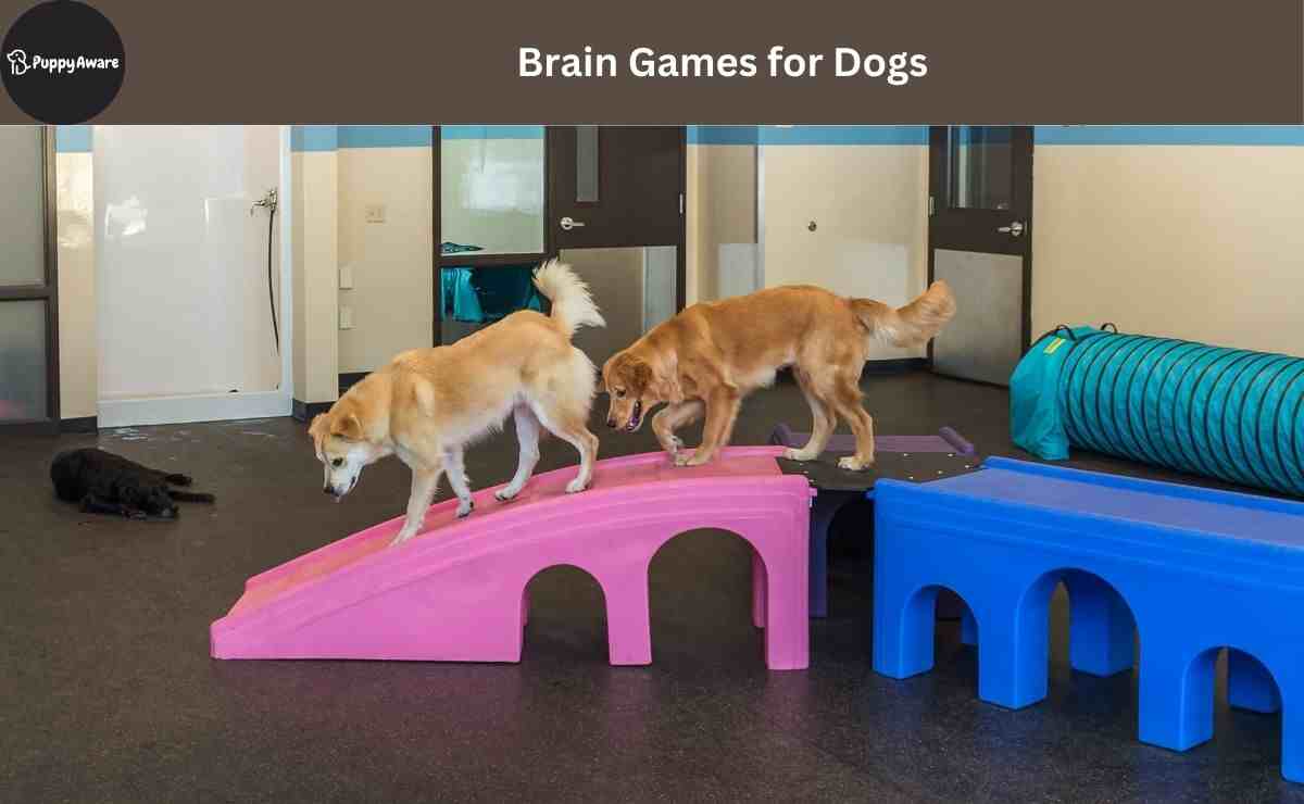 Brain Games for Dogs