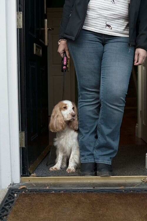 How to Train Your Dog Not To Bark