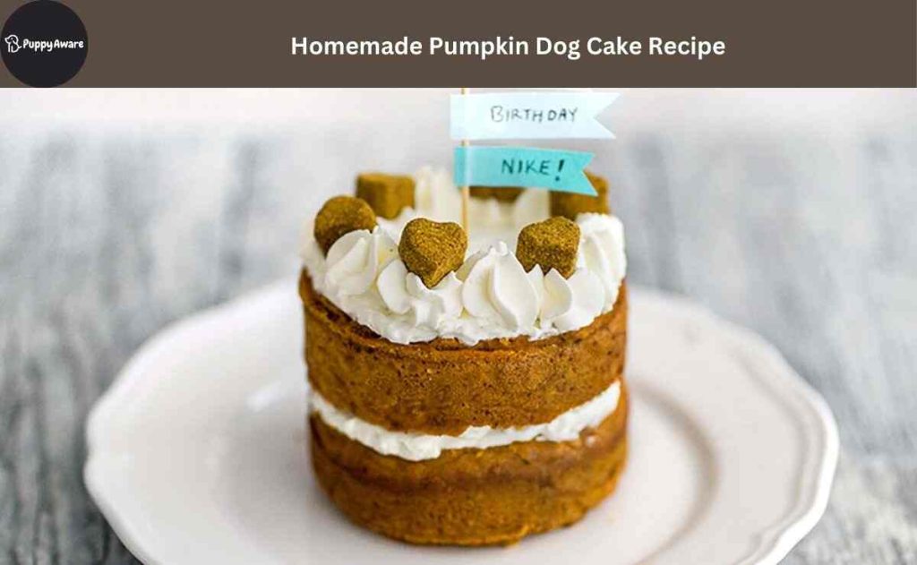 Pumpkin Dog Cake Recipe