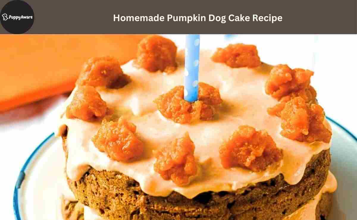 Pumpkin Dog Cake Recipe