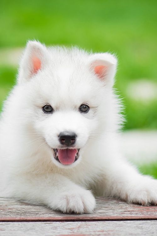 cute female dog names