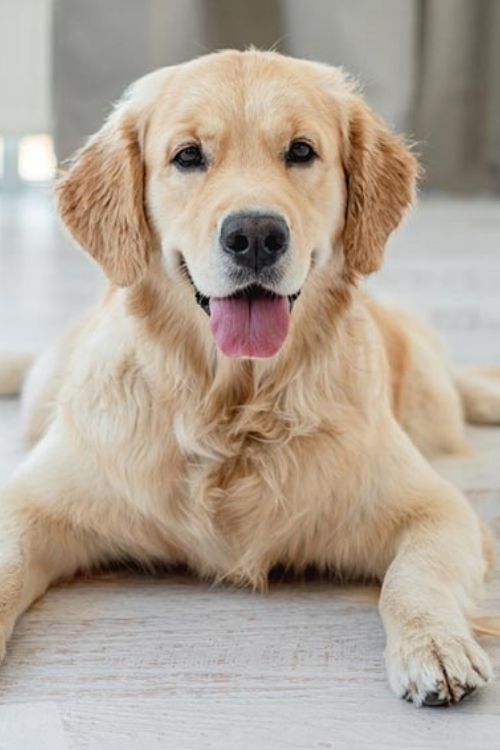 female-dog-names-unique