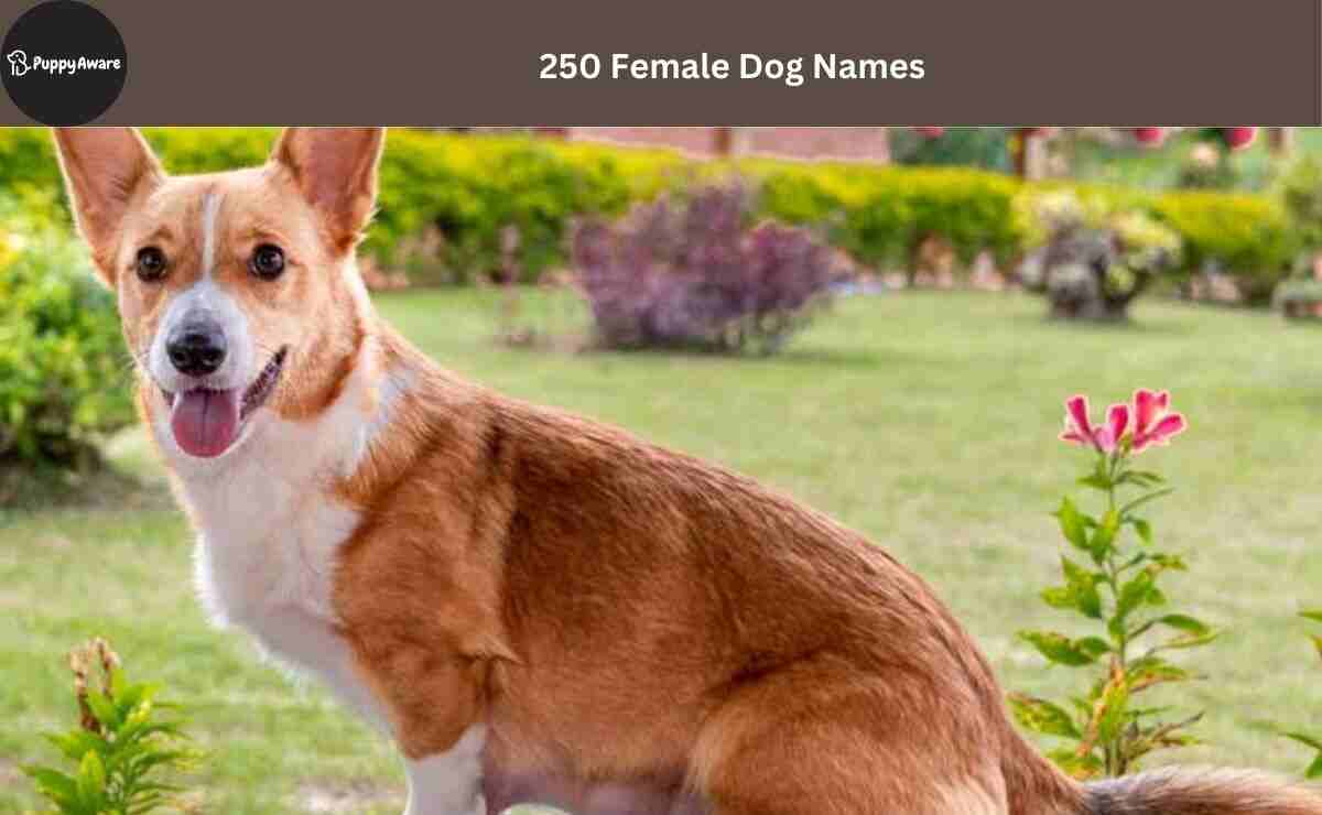 female-dog-names