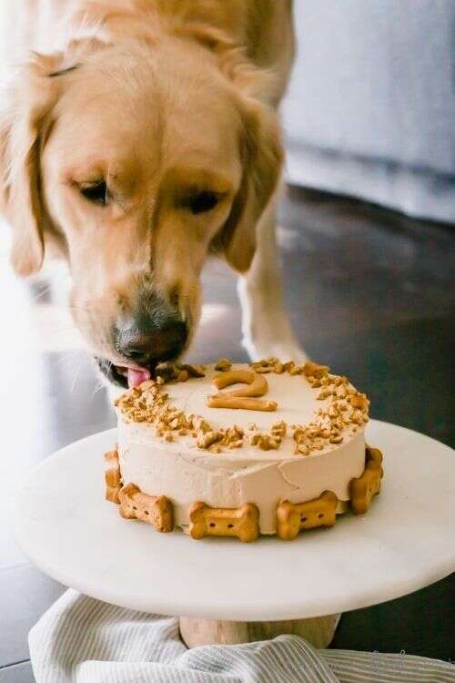 homemade pumpkin dog cake recipe