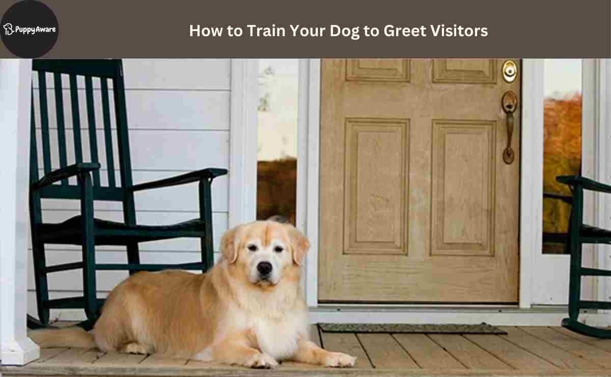 how to train your dog to greet visitors