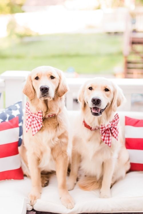 strong female dog names