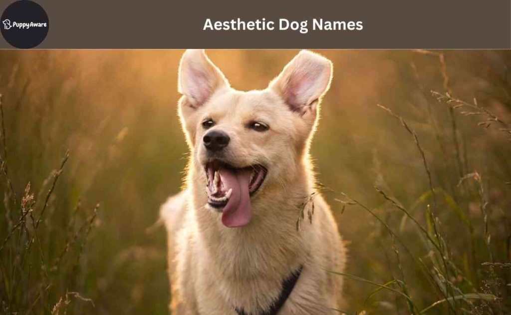 Aesthetic Dog Names 