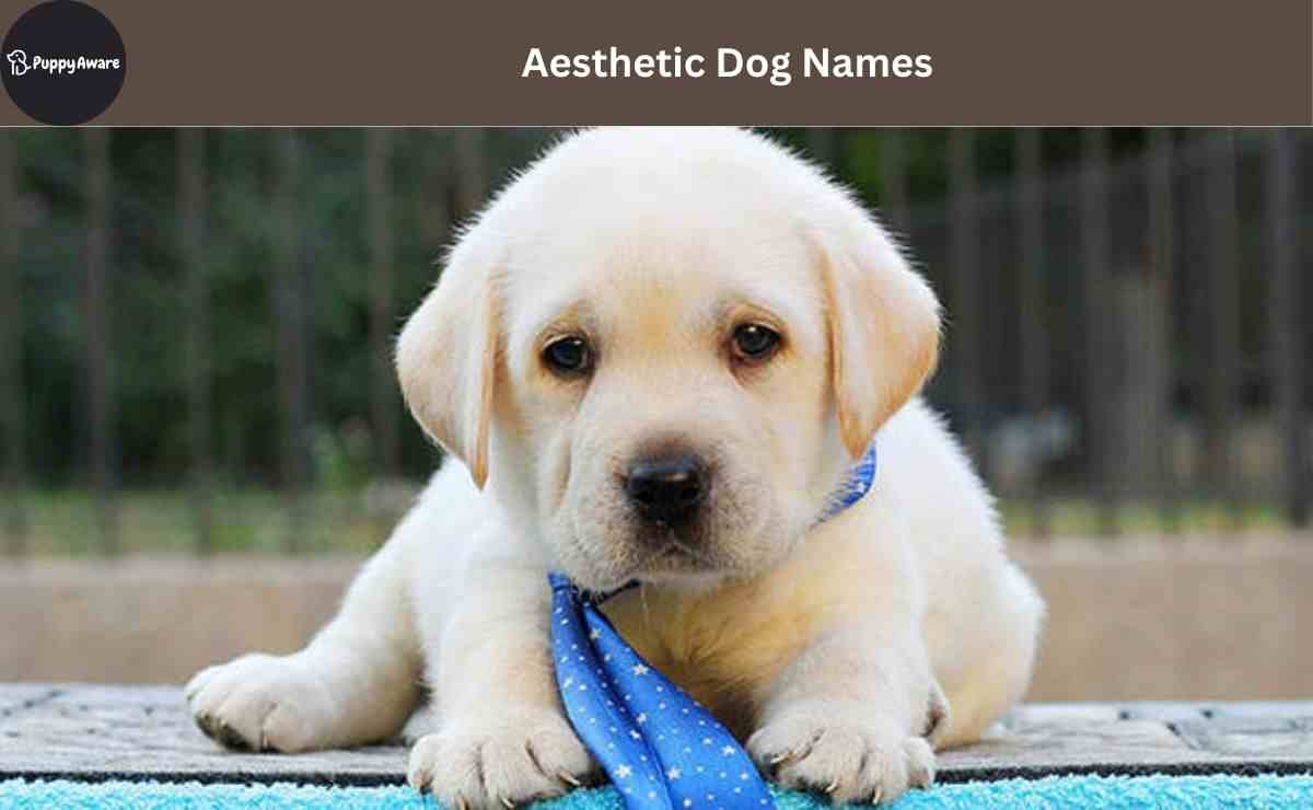 Aesthetic Dog Names