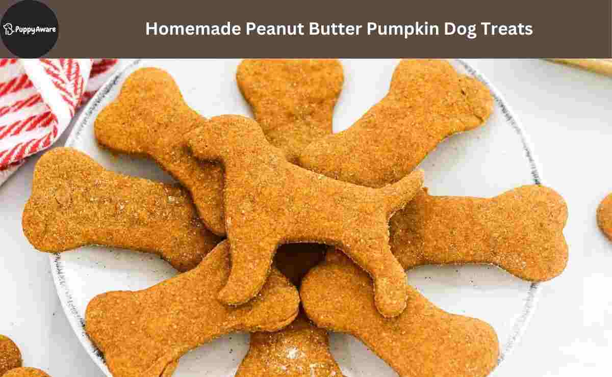 Homemade Peanut Butter Pumpkin Dog Treats
