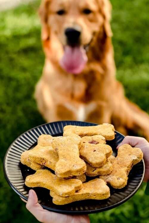 Peanut Butter Pumpkin Dog Treats Recipes