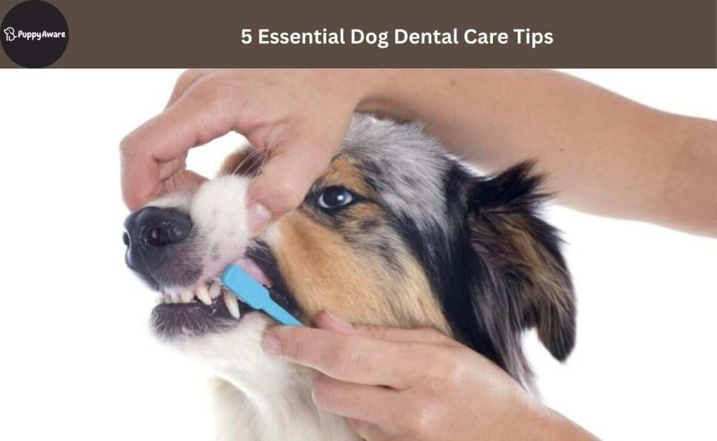 Dog Dental Care Tips