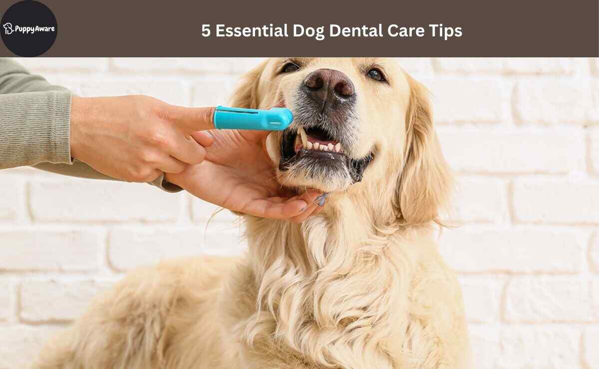 Dog Dental Care Tips