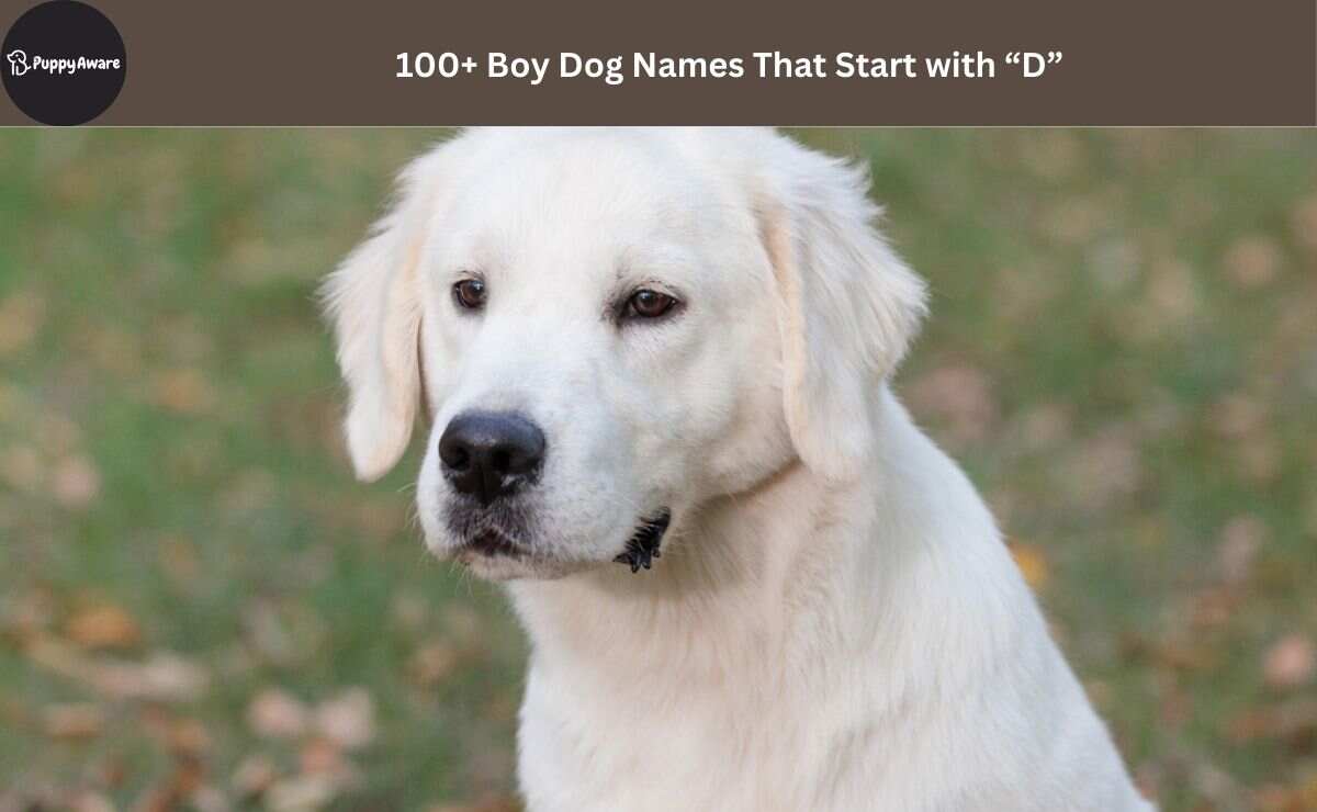 Boy Dog Names That Start with D