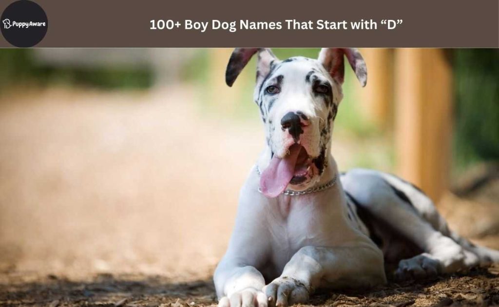 Boy Dog Names That Start with D
