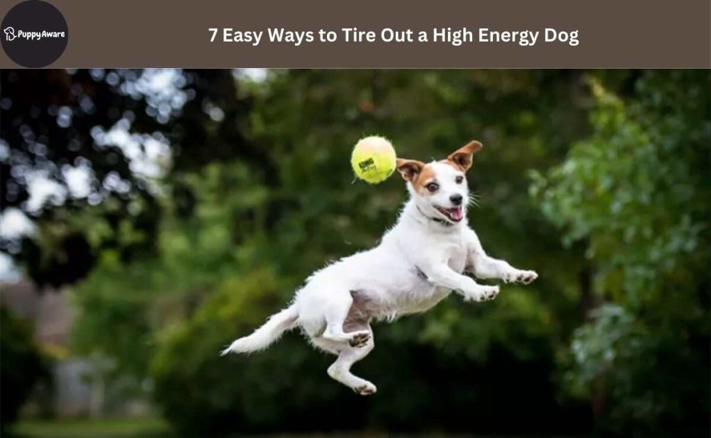 Easy Ways to Tire Out a High Energy Dog