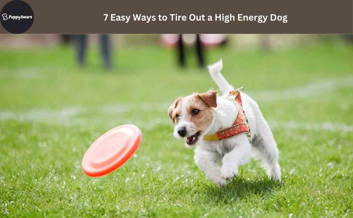 Easy Ways to Tire Out a High Energy Dog