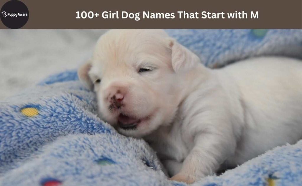Girl Dog Names That Start with M