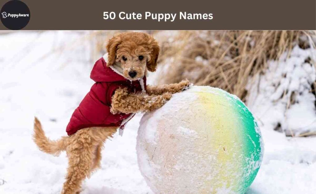 Cute Puppy Names