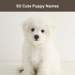Cute Puppy Names