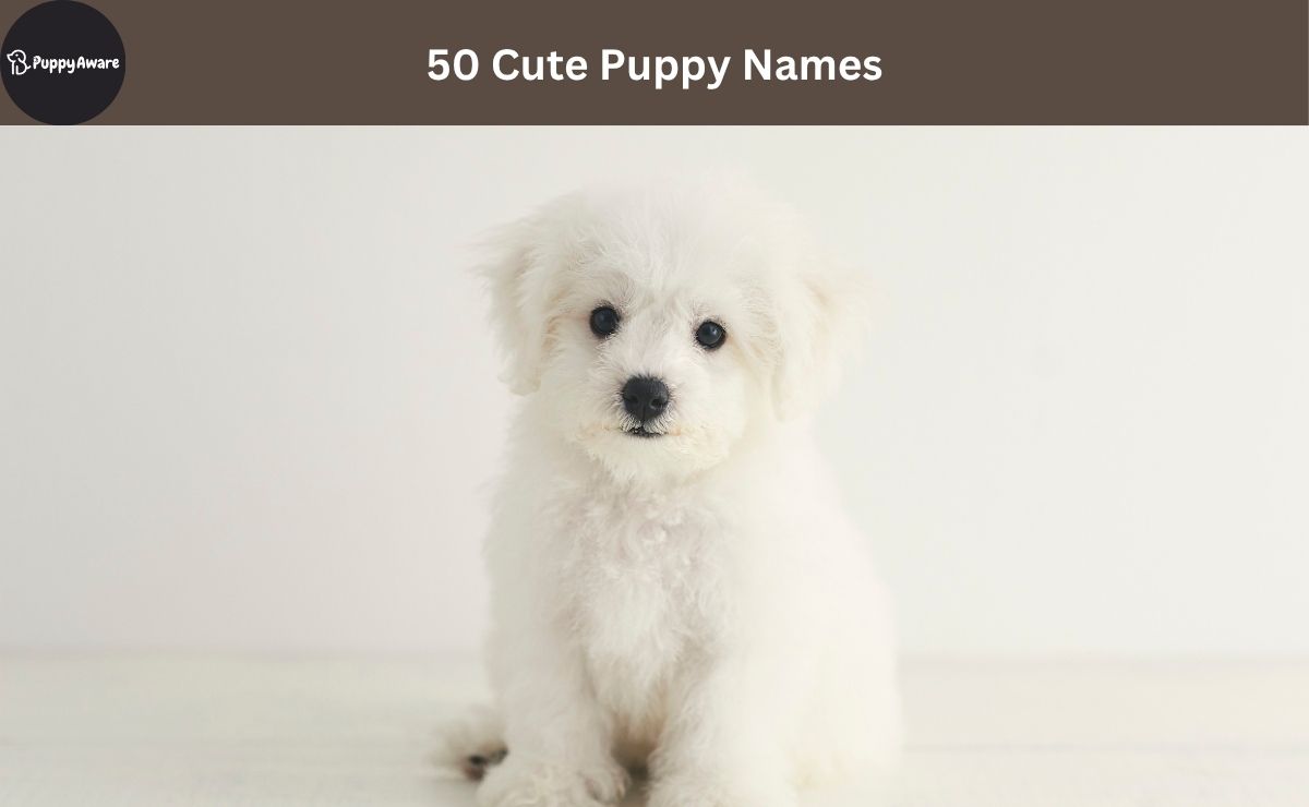 Cute Puppy Names