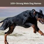 Strong Male Dog Names