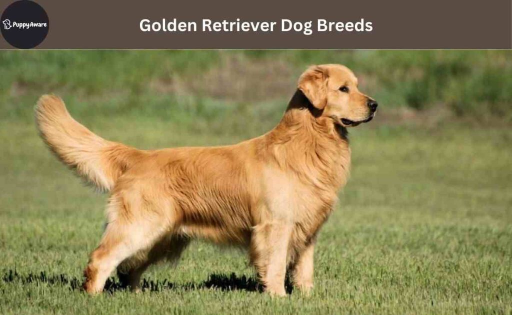 Golden Retriever Dog Breeds
