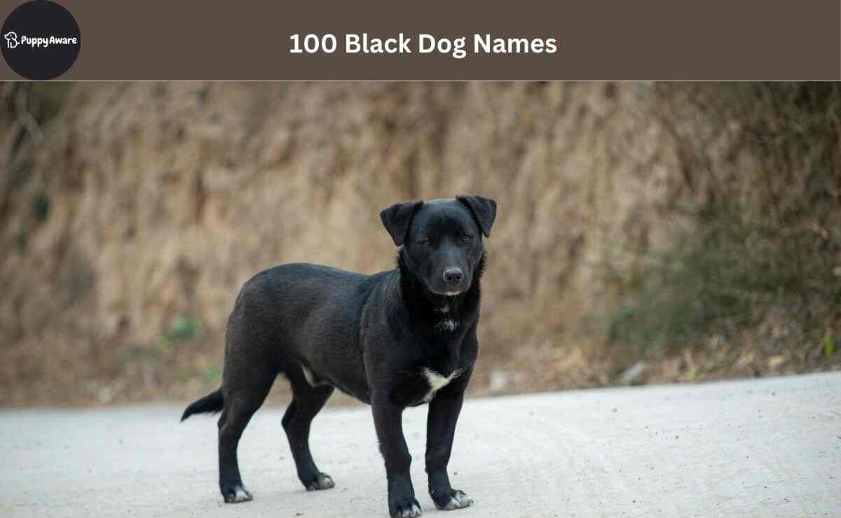 100 Black Dog Names 100 Black Dog Names